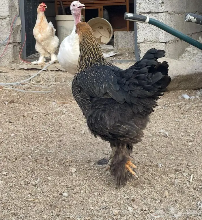 دجاج براهما للبيع 4