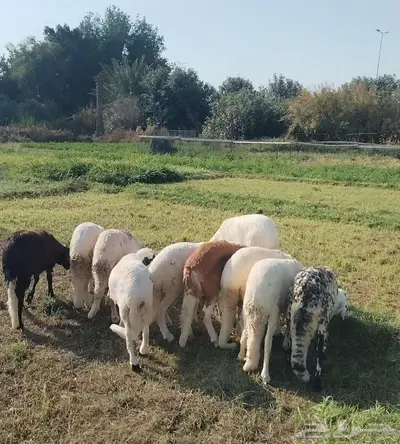 طليان سواكن index