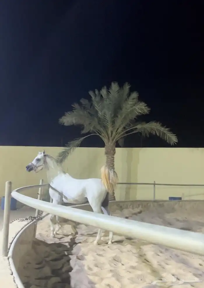 حصان عربي اصيل 0