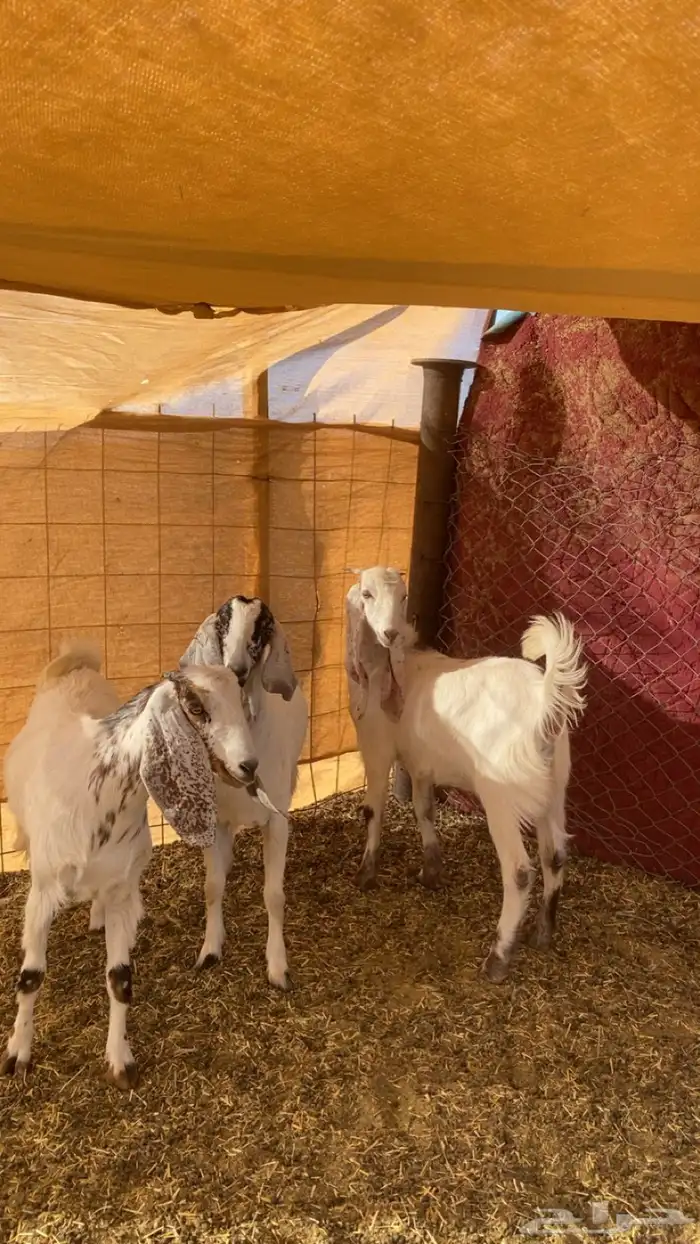 جفار  العدد ثلاثة 2