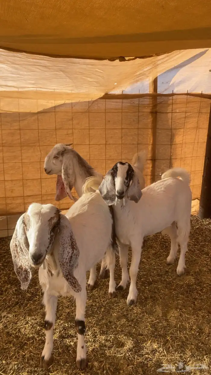 جفار  العدد ثلاثة 0