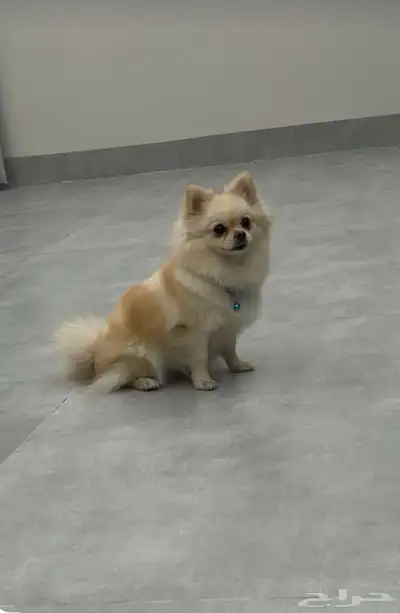 كلب بومرينيان انثى للبيع index