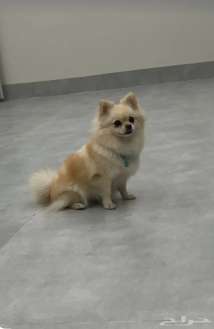 كلب بومرينيان انثى للبيع 0