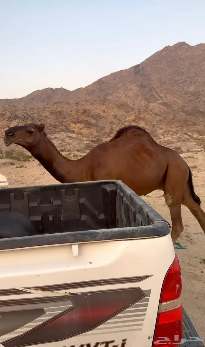 قعود احمر دم مشروع فحل 0