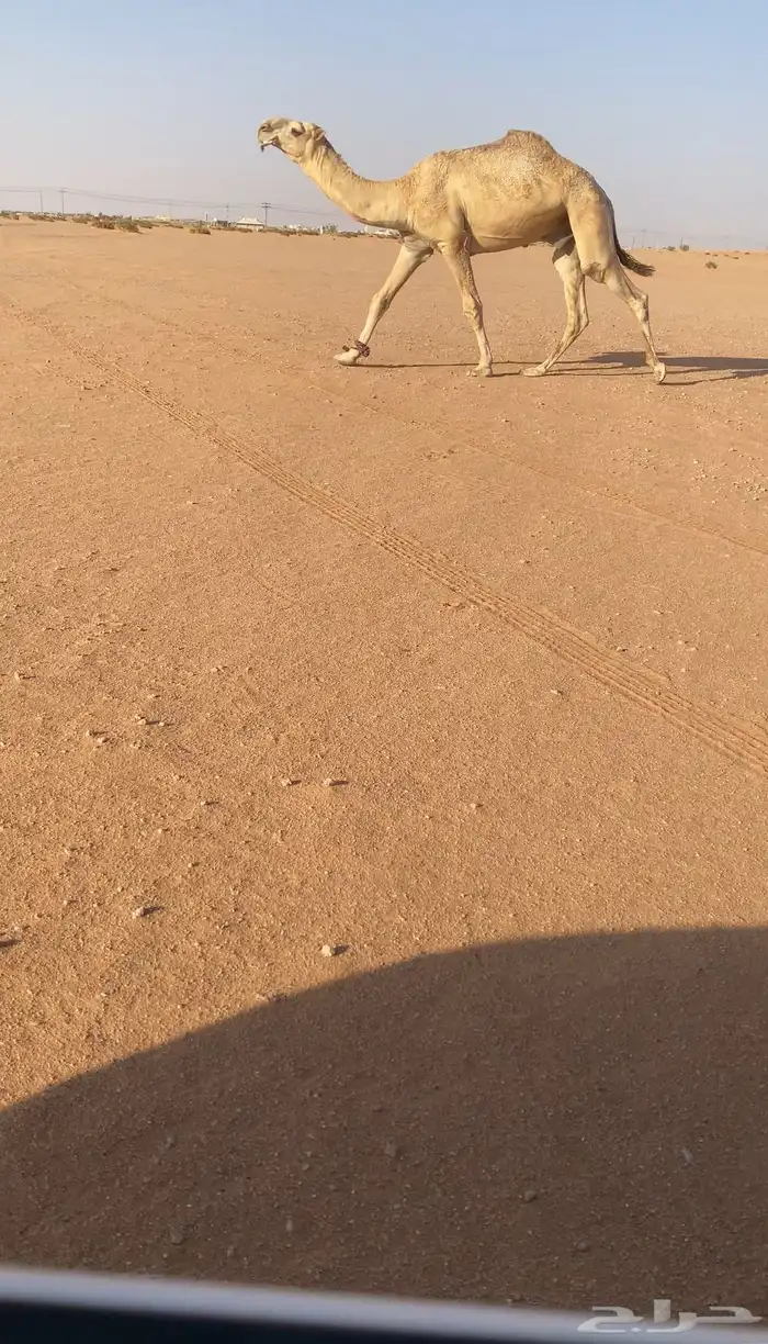 للبيع قعود لقي على بعير عمير القحطاني البارز 5