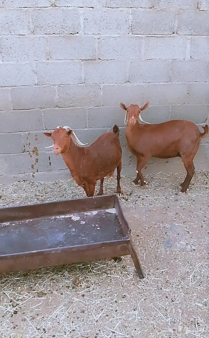 عنزين دهم للبيع 0