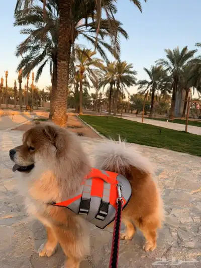 كلب تشاو تشاو index