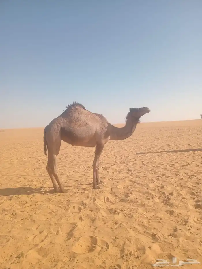 قعود وبكره 6