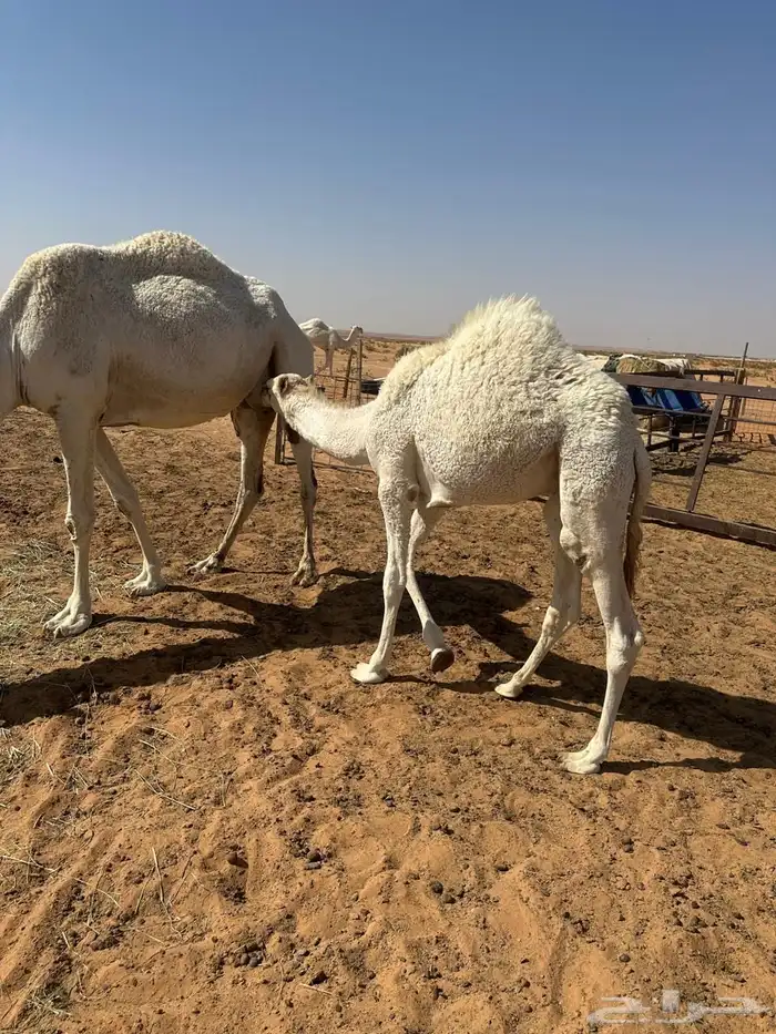 حاشي تحت امه للبيع 1