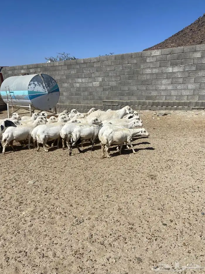 غنم للبيع كفو نظاف 8