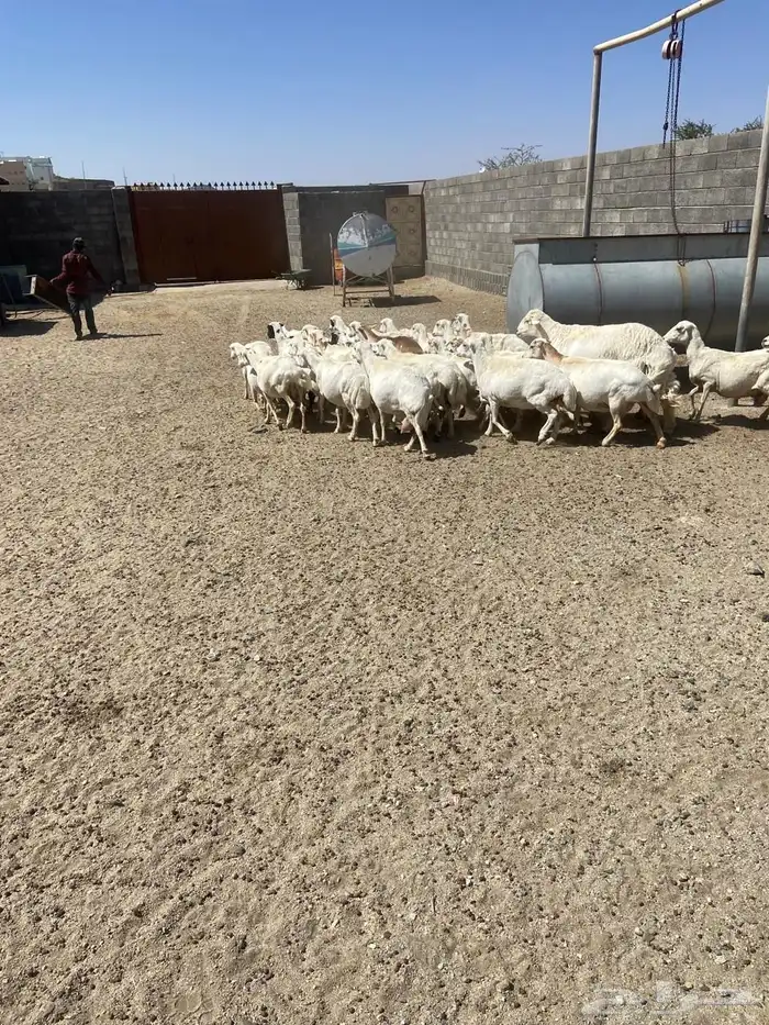 غنم للبيع كفو نظاف 4