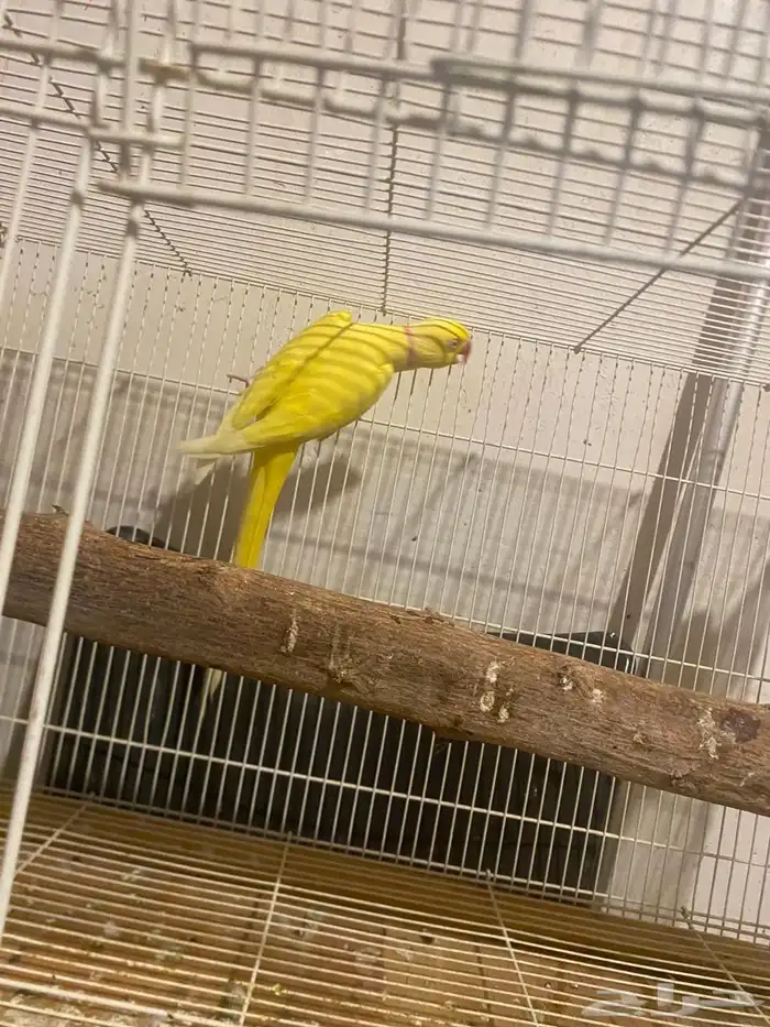 جوز دره لاتنيو بيور منتج تم البيع 2