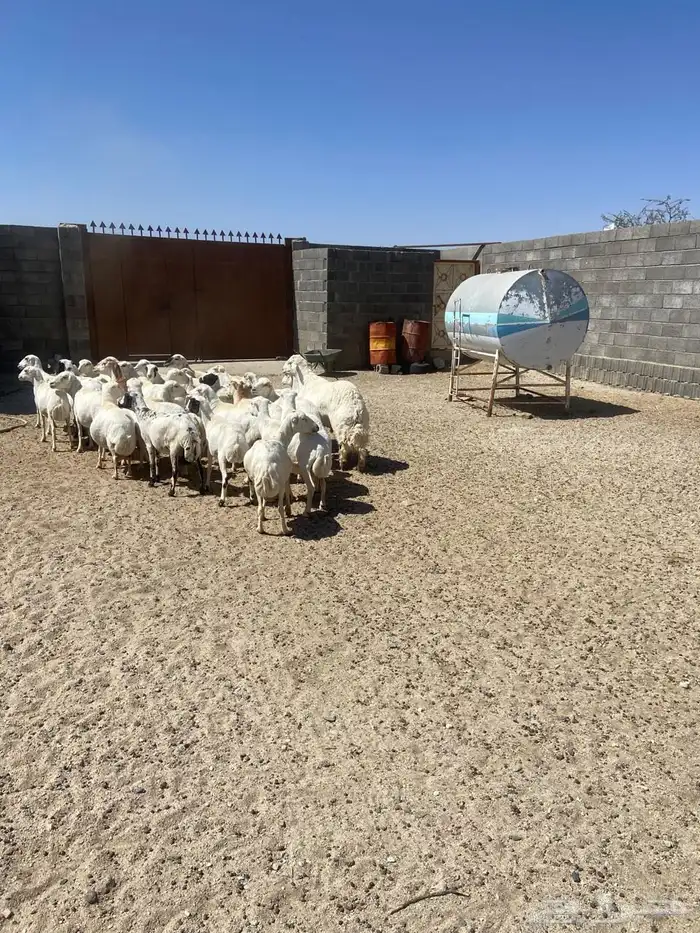 غنم للبيع كفو نظاف 6