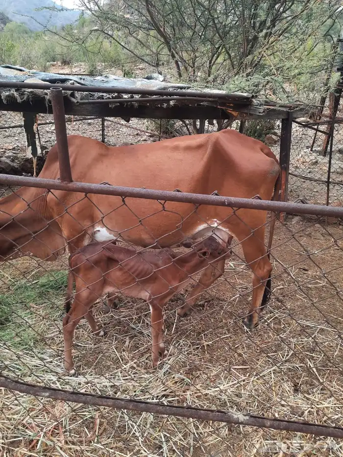 بقره منتوجه موصفاته عند راعيه 2