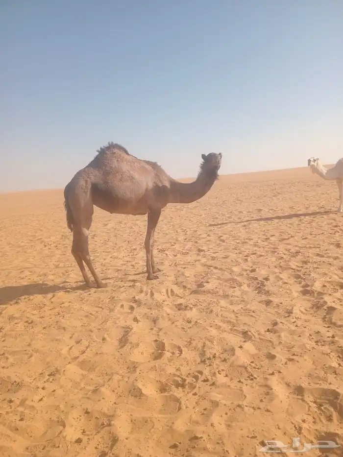 قعود وبكره 4