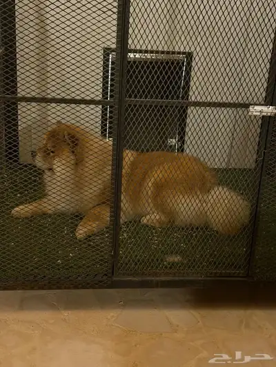 كلب تشاو تشاو index