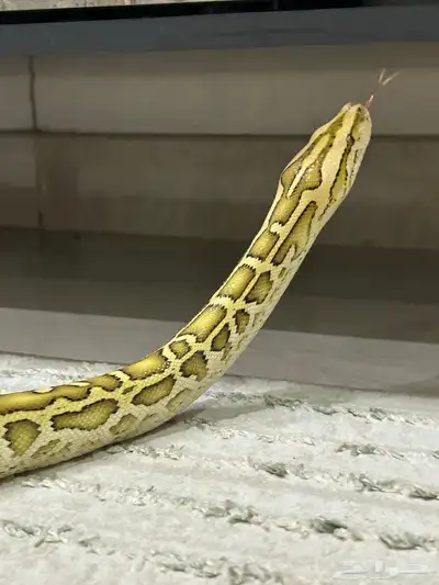 بورميس هايبو index