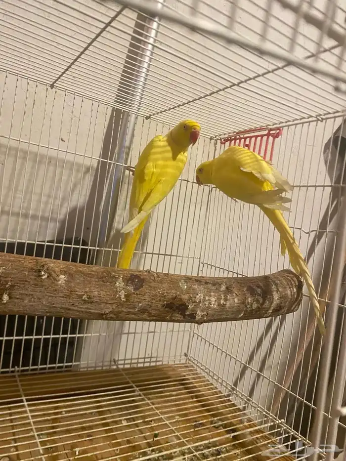 جوز دره لاتنيو بيور منتج تم البيع 1