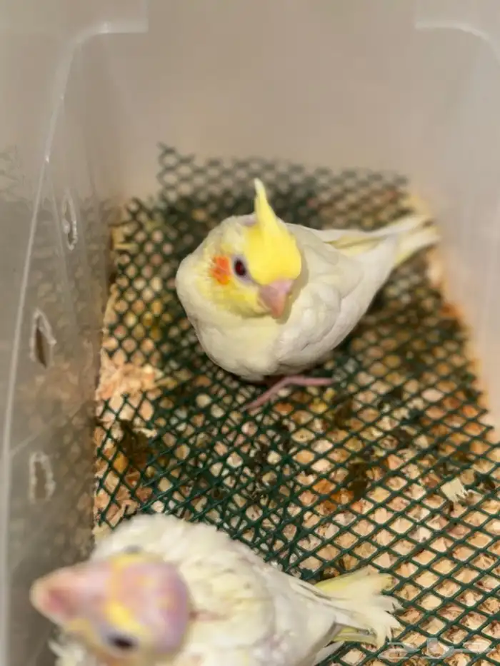 فروخ كروان لاتينو تم البيع 6