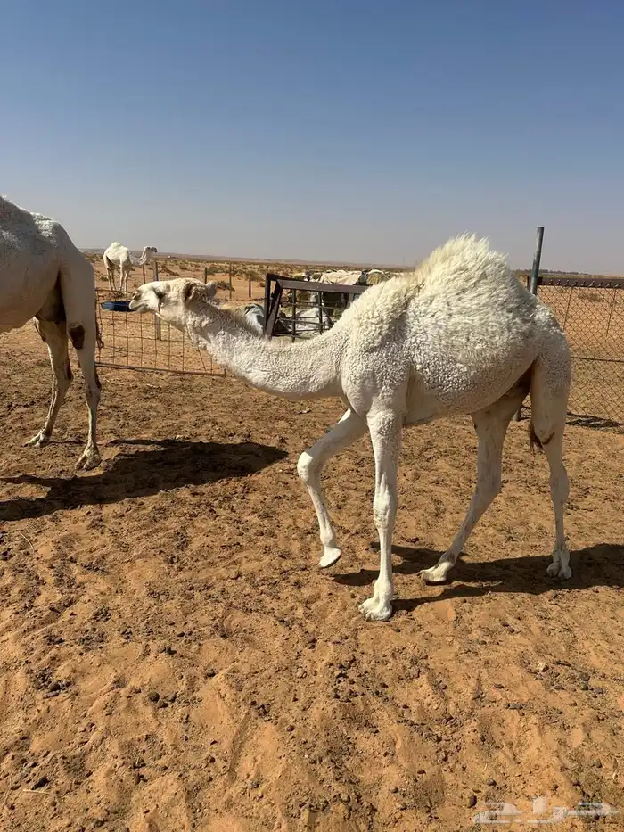 حاشي تحت امه للبيع 2