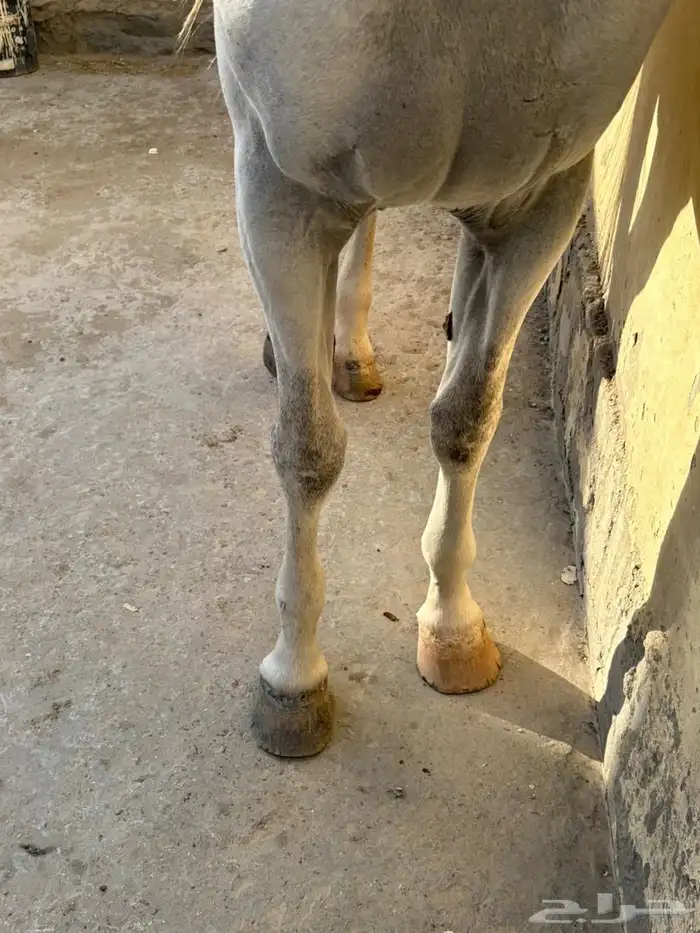 حصان عربي اصيل 4