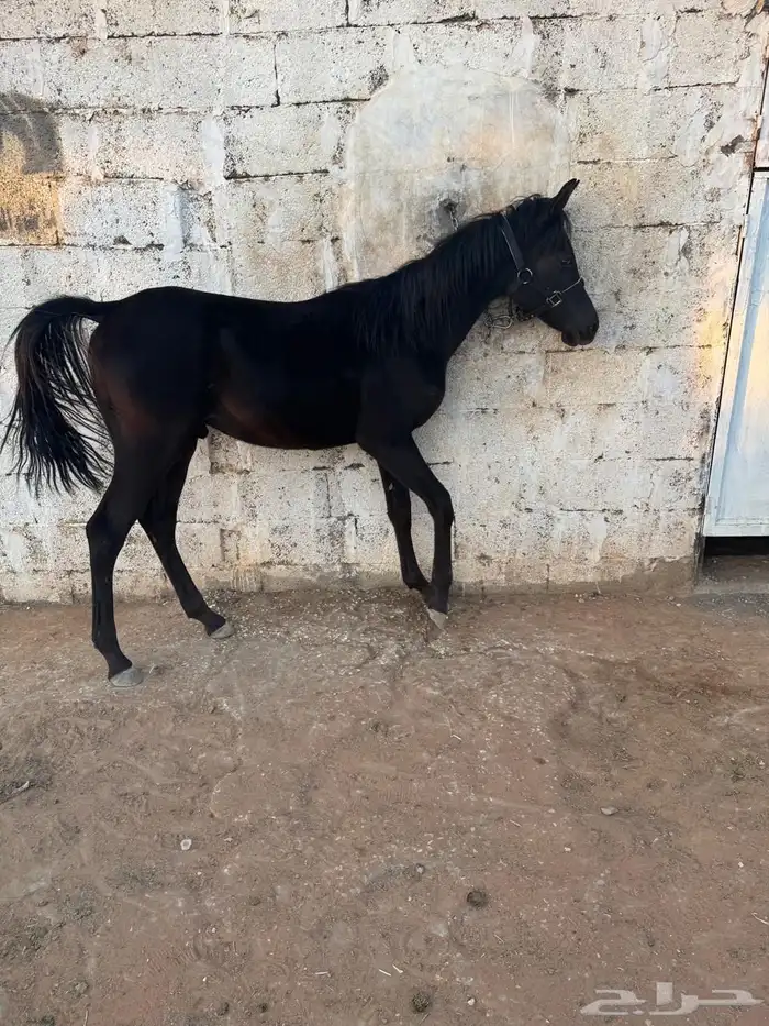 مهر مصري بيور ادهم جاهز لي نقل الملكيه 0