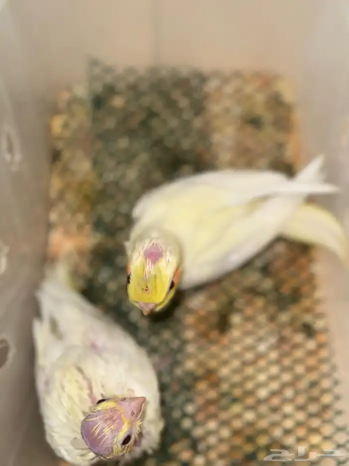 فروخ كروان لاتينو تم البيع 1