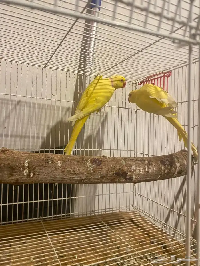 جوز دره لاتنيو بيور منتج تم البيع 0