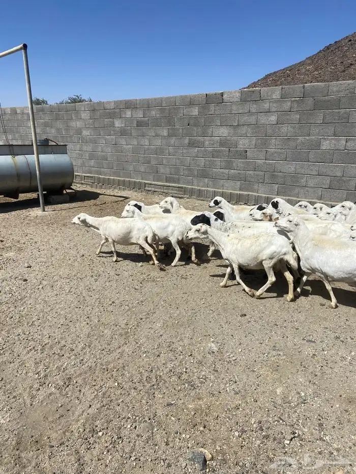 غنم للبيع كفو نظاف 1