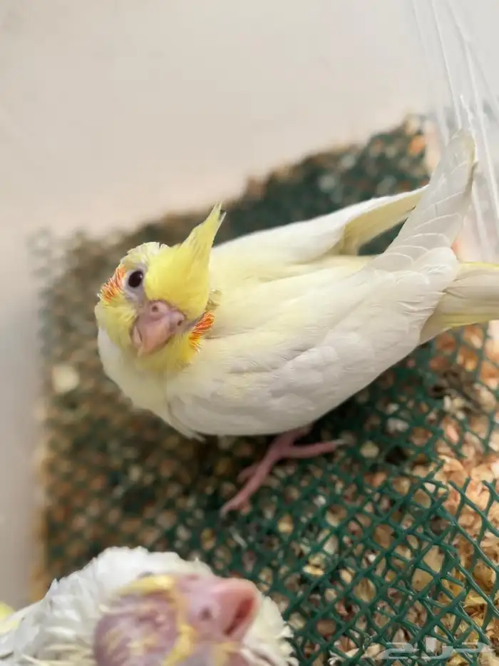 فروخ كروان لاتينو تم البيع 2