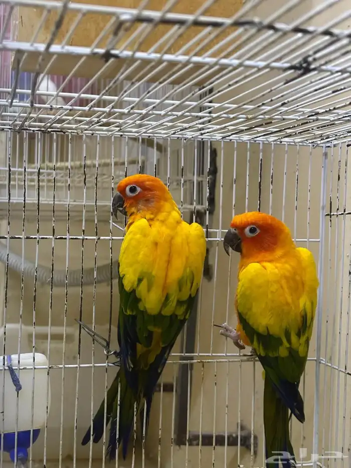 جوز صن كنيور 1