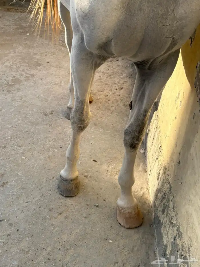 حصان عربي اصيل 3