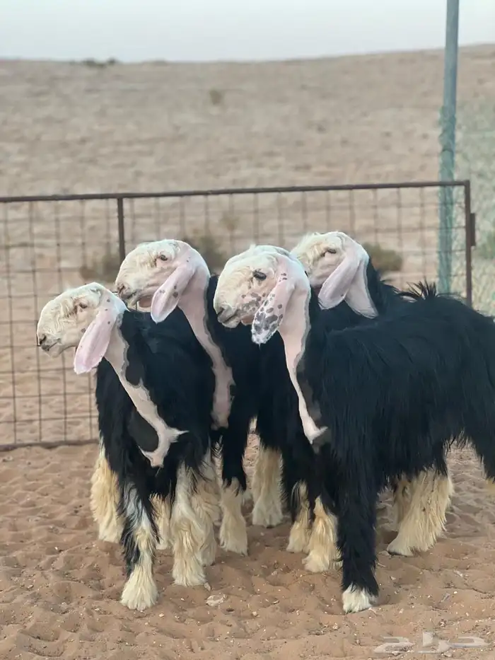 رخال نجد صنف للأهل المقنا 1