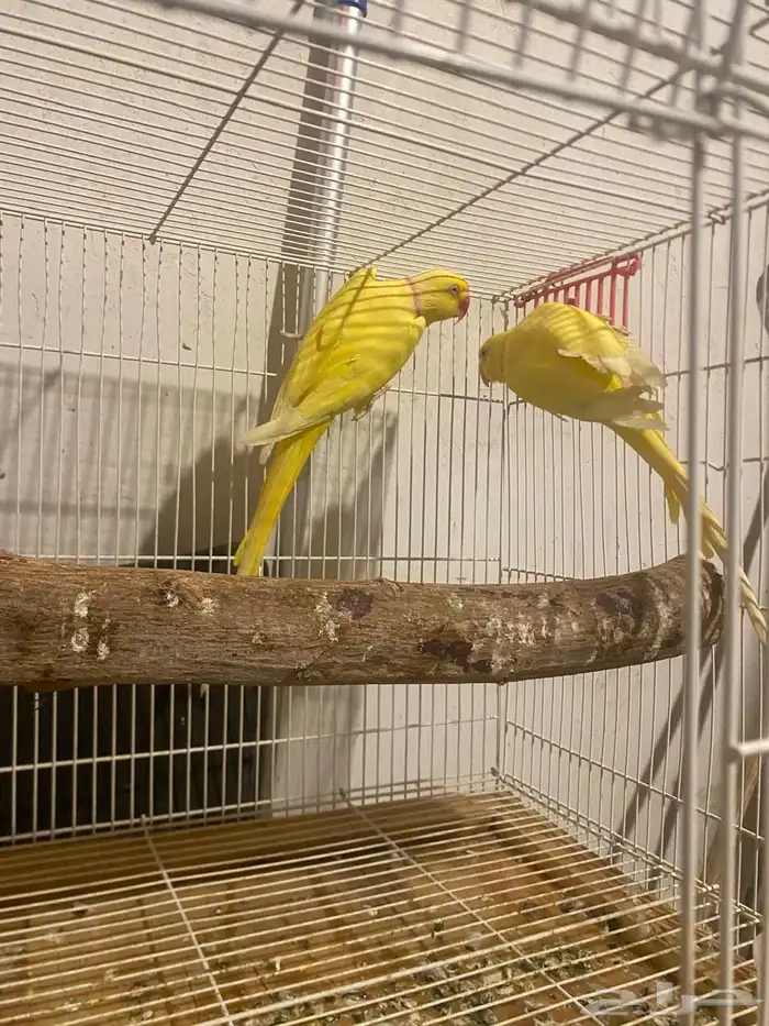 جوز دره لاتنيو بيور منتج تم البيع 3