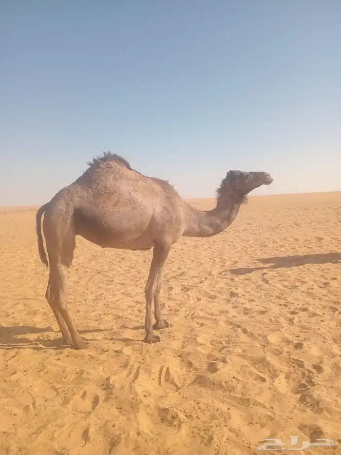 قعود وبكره 3