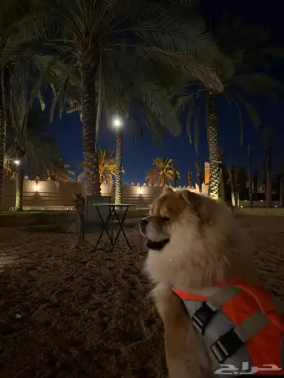 كلب تشاو تشاو index