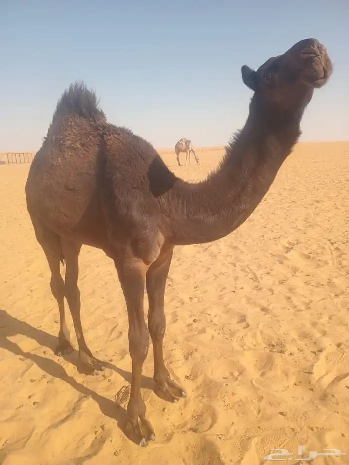 قعود وبكره 0