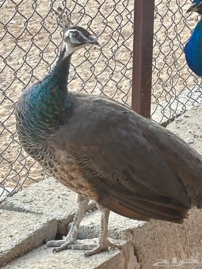 طاووس اناث للبيع 2