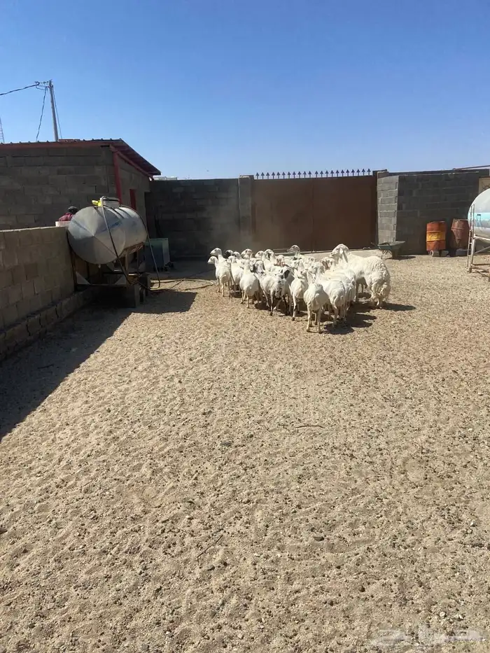 غنم للبيع كفو نظاف 5