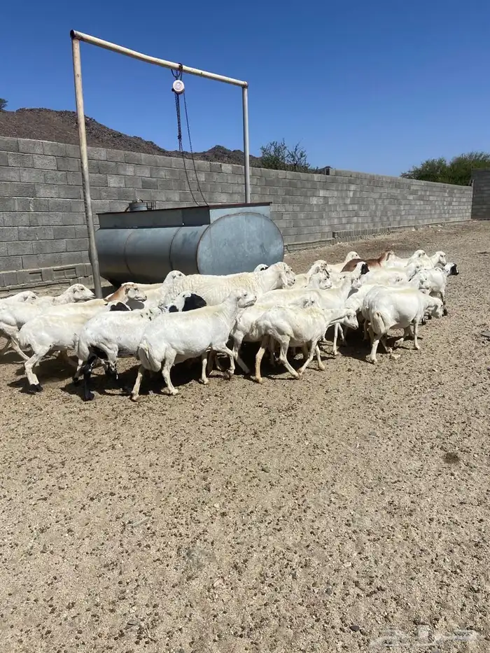 غنم للبيع كفو نظاف 11