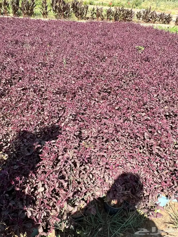 أشجار متنوعة بسعر الجملة 2