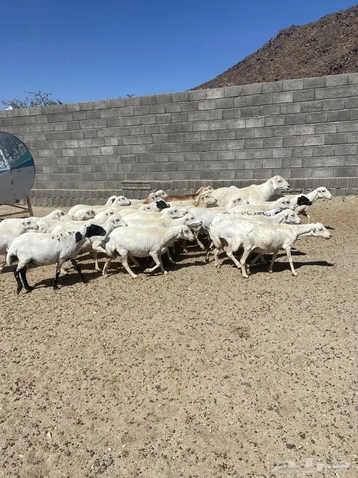 غنم للبيع كفو نظاف 9