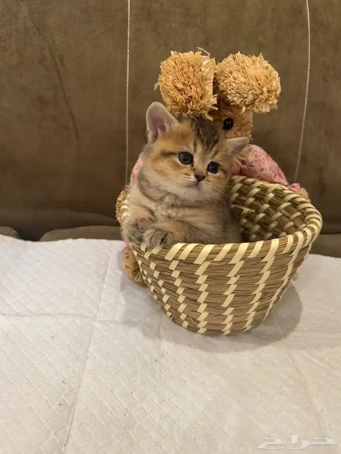 سكوتش انثى للبيع بسعر مناسب 0