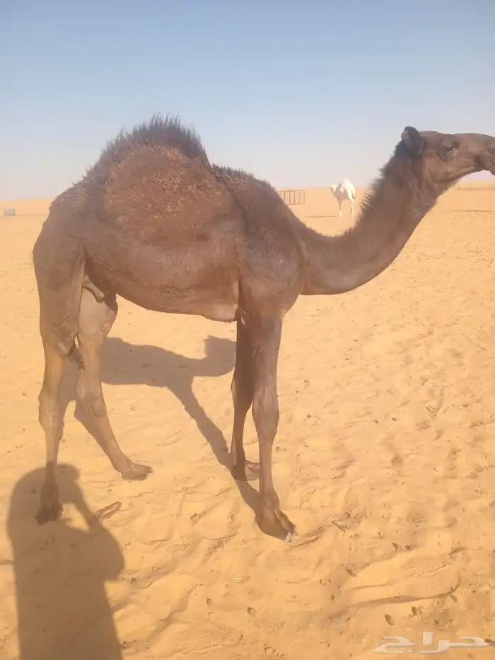 قعود وبكره 2