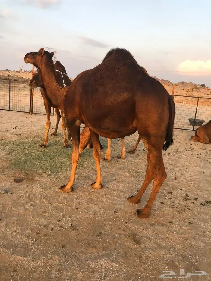 قعود احمر دم مشروع فحل 4