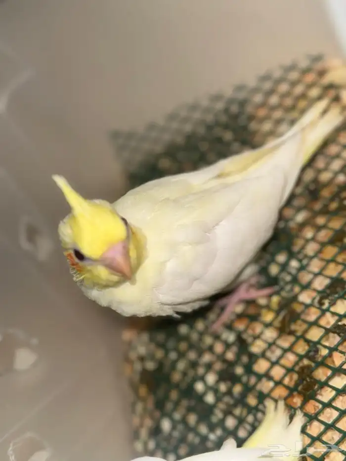 فروخ كروان لاتينو تم البيع 5