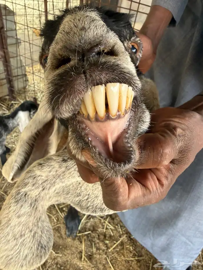 عنز عارضية صنف طيبة تم البيع 1