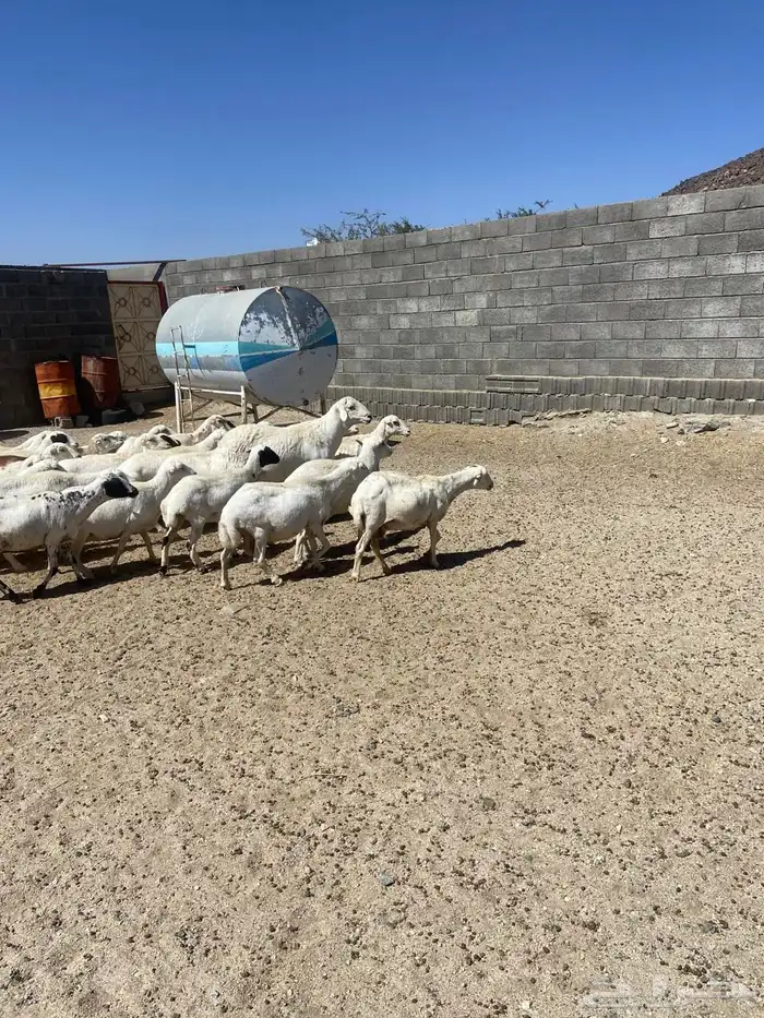 غنم للبيع كفو نظاف 7