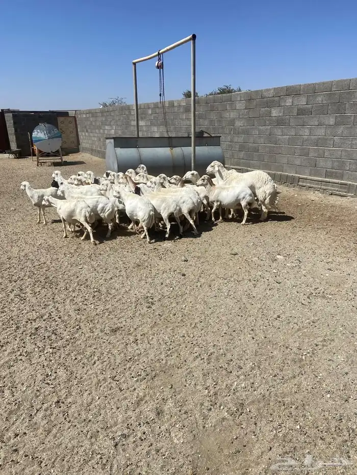 غنم للبيع كفو نظاف 3