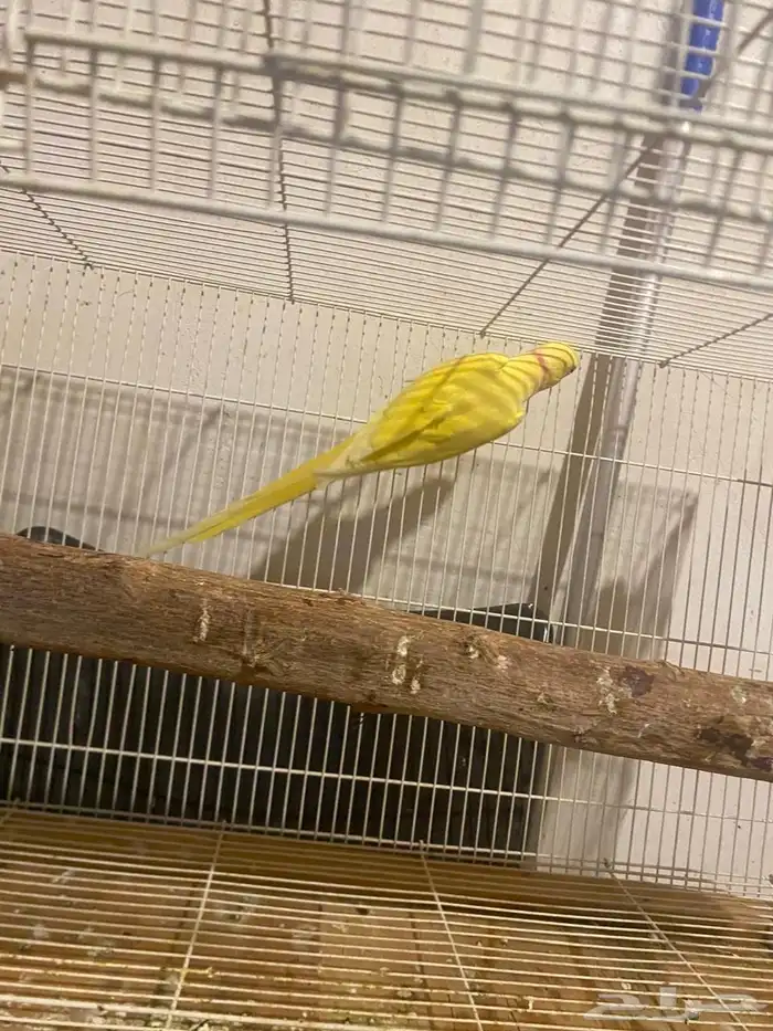 جوز دره لاتنيو بيور منتج تم البيع 5